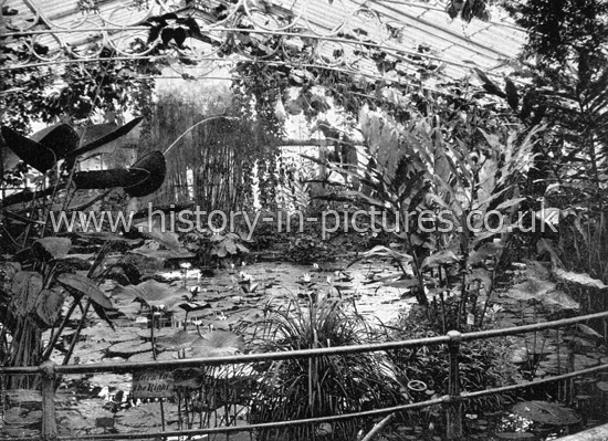 Water-Lily Pond and House, Kew Gardens, Richmond. c.1890's